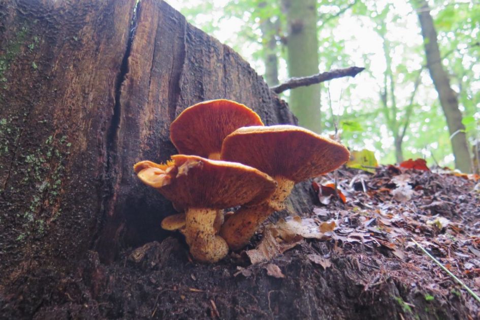 paddo in Rijsterbos Friesland